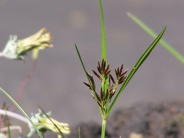 Cyperus esculentus / Zigolo dolce